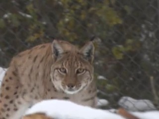 Do ZOO doviezli francúzskeho rysa. Padnú mu naše samičky do oka?