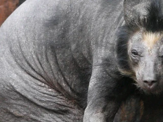 Článok o zmutovaných zvieratách v Černobyle je hoax