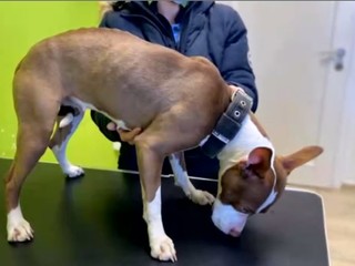 Svojho psa priviazal ku koľajniciam. Majiteľovi súd udelil dvojročnú podmienku