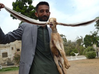 VIDEO: Kozliatko Simba sa pýši polmetrovými ušami