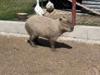 Po týždni pátrania ju našli.  Kapybaru Fifinku však nevedia odchytiť