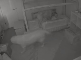 Psíci pomohli bábätku z postieľky, aby dostali dobrotku