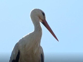 Bocianie mláďa je už späť v hniezde s rodičmi