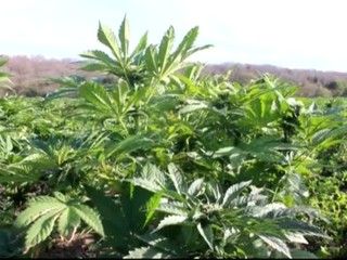 Drogová vojna pokračuje. Danko odkázal Žitňanskej, že návrh písať nemusí