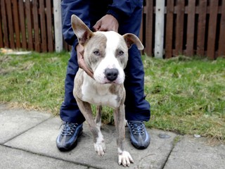 Zatúlané psy môžu byť nebezpečné. Volajte mestských policajtov