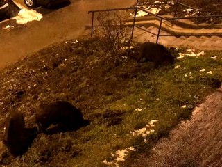 Diviačia zver robí problémy na sídliskách, vyhľadáva potravu stále bližšie k mestu