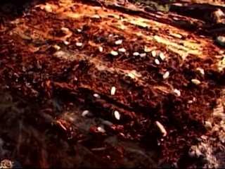 V Brezne vyhlásili mimoriadnu situáciu v súvislosti s lykožrútovou kalamitou