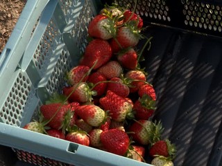 Jahodám upršané počasie zjavne neprekáža, o týždeň sa začne samozber