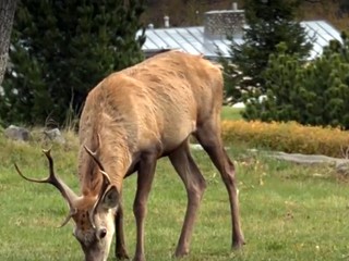 Policajná akcia, aká nemá obdoby.  Totožnosť páchateľa policajtov prekvapila