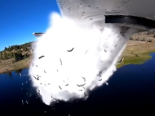 Z lietadla vyhadzujú tisíce rýb do jazera