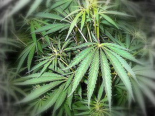 Kolíkovej návrh zmiernenia trestov za držanie drog viacerí poslanci odmietajú