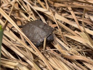 Zachraňujú ich psy aj byvoly. Korytnačky močiarne dostávajú druhú šancu