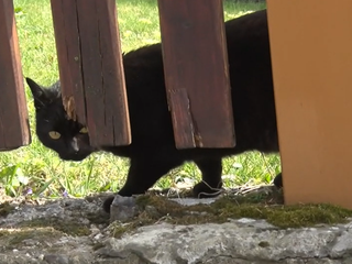 Vlna otráv desí obce: Neznámy páchateľ rozhadzuje jed, hynú mačky