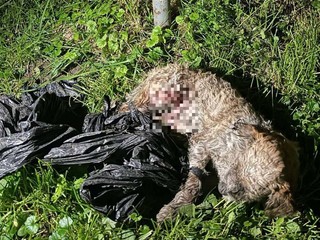 Šteniatko utýral brutálnym spôsobom. Polícia obvinila muža z Dunajskej Stredy