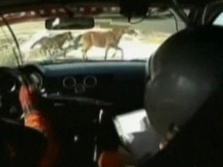 Čo sa ten s koňom zrazil?