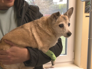 Silvester bez stresu: Ako ochrániť domáce zvieratá pred pyrotechnikou?