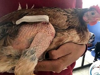 Veterinári operovali zlomenú nohu sliepke