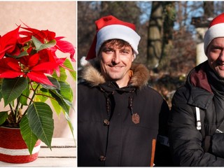 Ako sa starať o vianočnú ružu, aby vám dlho vydržala? Urobte s ňou TOTO