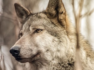 Učme sa od vlkov: Alfa samec by nemal byť agresívny, ale pokojný a sebaistý