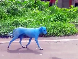 V Indii behajú po uliciach modré psy