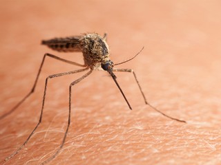 Ako sa zbavíte otravných komárov? TOTO je jednoduché a lacné riešenie