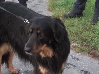 Na psíčkarov vo Zvolene si policajti posvietili