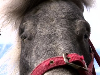 Nehodu pri Lučenci neprežil kôň, dvaja ľudia sa zranili