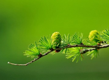 Co se stromečkem po Vánocích? TAKOVÉ jsou léčivé vlastnosti smrku!
