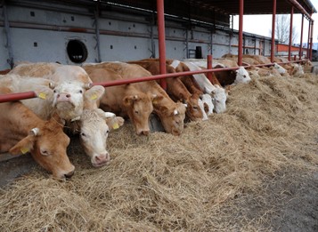 Žitný ostrov sa spamätáva z nákazy SLAK. Farma po roku opäť rastie