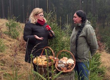 Zimné hubárčenie nie je mýtus: Plné košíky húb aj počas mrazivých dní