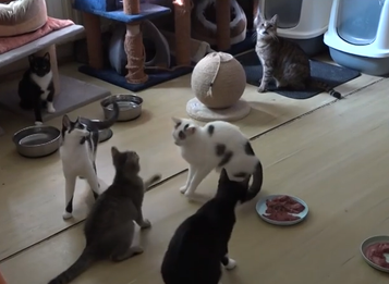 Fenka Pampi a jej pán rozbehli projekt na kastráciu mačiek s cieľom zabrániť premnoženiu