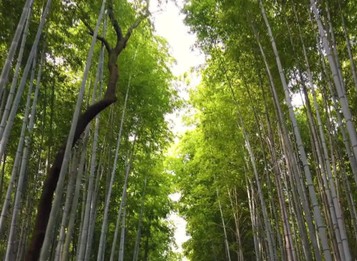 Check-in: Pohľady spoza kvetov sakury