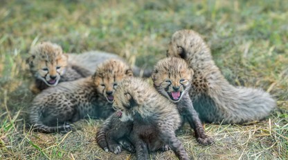 V pražskej ZOO sa narodili gepardie pätorčatá
