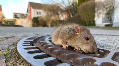 12 infekciíí, ktoré NIE SÚ NÁKAZLIVÉ. Kedy sa nemusíte báť prenosu od iného človeka?