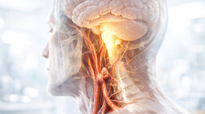 Nahliadli do mozgu myší. Čo našli, môže pomôcť miliónom ľudí