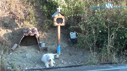 VIDEO: Pes žije 18 mesiacov vedľa cesty. Čaká na svojho majiteľa, ktorý tu zomrel