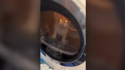 Mladíci z Česka utýrali mačku v sušičke, ohavný čin si nakrútili