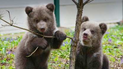Osirelé medvieďatká dostali krásne MENÁ