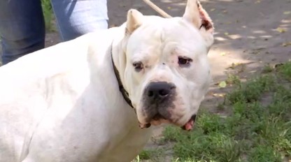 Vandal sa konečne vrátil domov. Súd o psovi rozhodoval takmer tri roky