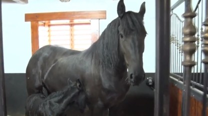 Na Slovensku sa narodili vzácne žriebätá. Zapísané sú dokonca v kráľovskej knihe