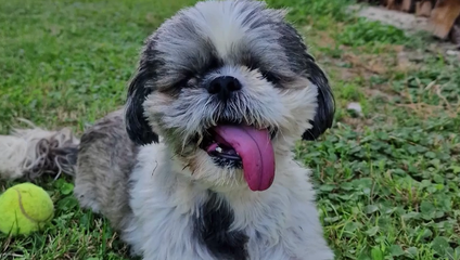 Útok psa: Tehotnú ženu zhodil na zem, jej malého psíka pripravil o život