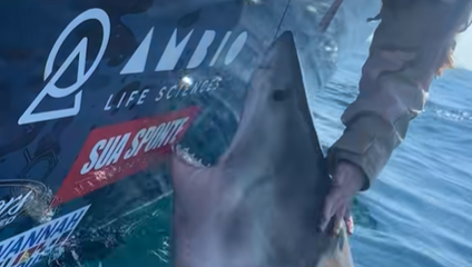 Žena sa pokúsila pohladkať žraloka: Predátor vzápätí prudko zaútočil