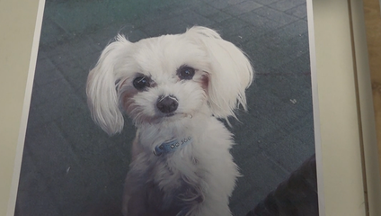 Agresívny pes mal útočiť opakovane. Prípad usmrtenia sučky Lily zostal bez vinníka