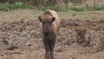 Národný park rozhodol: Osirelé zubríča Mirka poputovala do Bojníc
