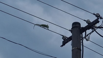 Kuriózna akcia v Martine: Chameleón sa prechádzal po elektrickom vedení. Zachránil ho až elektrikár