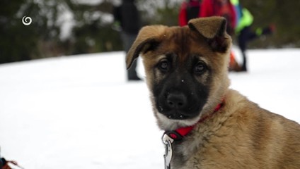 Horskí kynológovia cvičili lavínové psy spolu s kolegami zo zahraničia