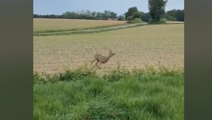 Sociálne siete baví video opitého jeleňa: Zachutilo mu asi kvasené ovocie