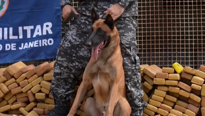 Pes Hulk vyňuchal obrovský úlovok: Takmer 50 ton drog skončilo v rukách polície