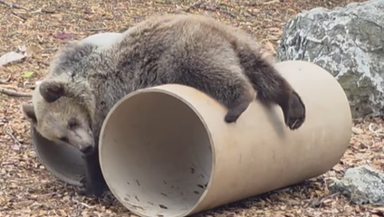 VIDEO: Malé medvieďatká Lada, Vesna a Zora z bojnickej ZOO objavili čaro rúry