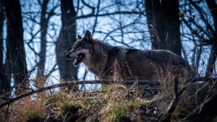 Poľovník nezákonne odstrelil vlka. Dostal pokutu 20 eur